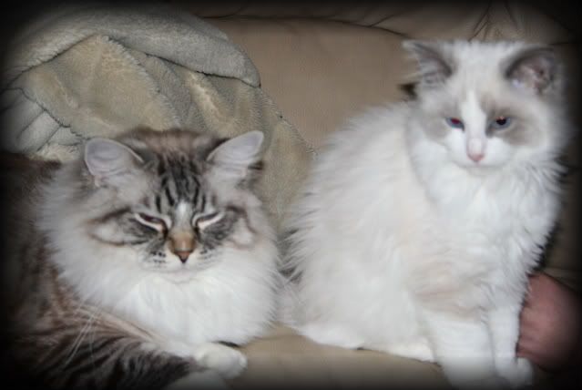 CUTE RAGDOLLS