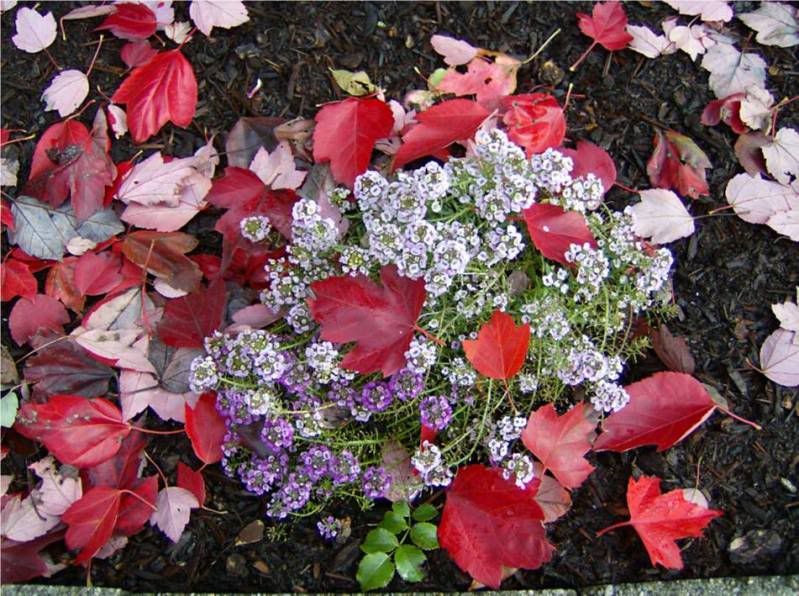 Pictures from Sept. & Oct. - Country Singletree