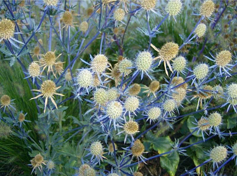 How is the color in your area? - Homesteading Questions