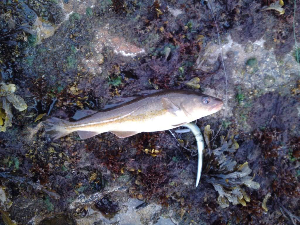 codlinslug.jpg
