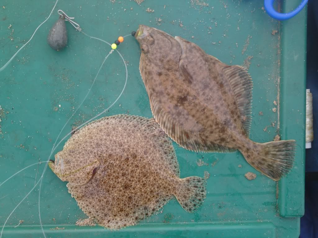 turbotandflounder.jpg