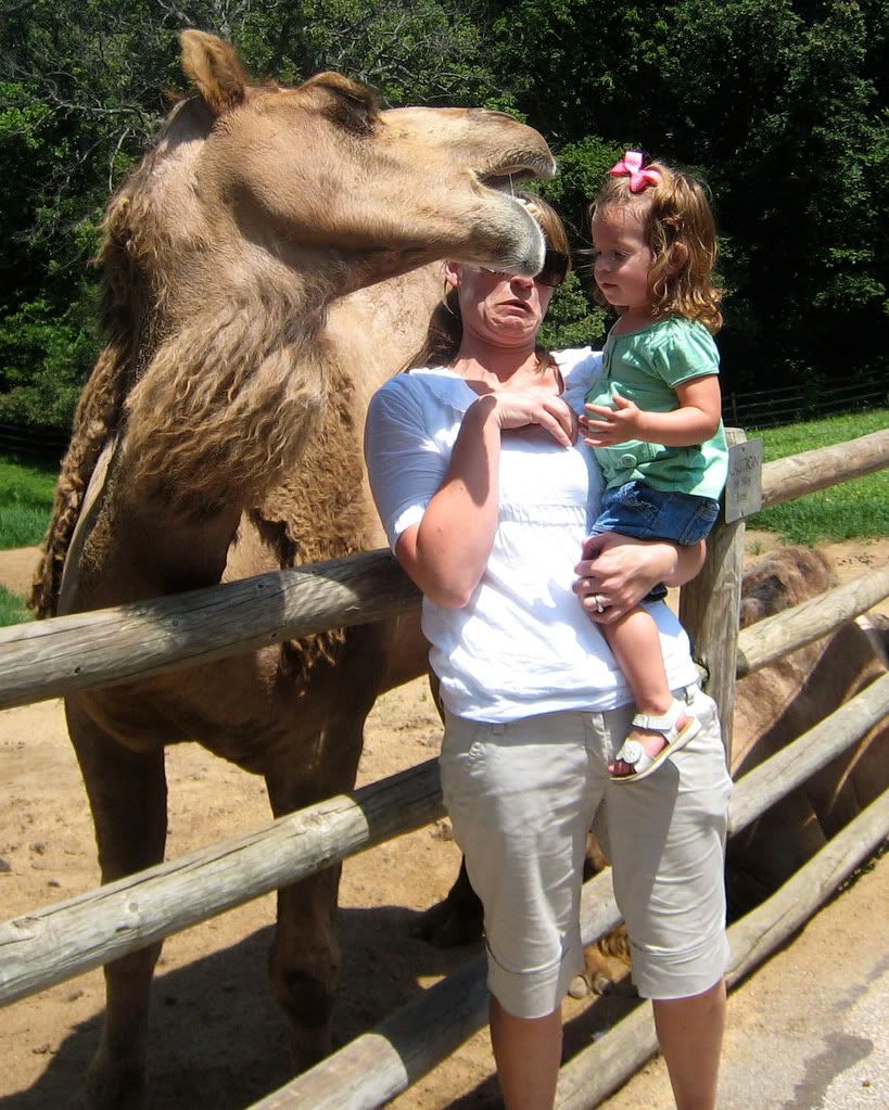 camel