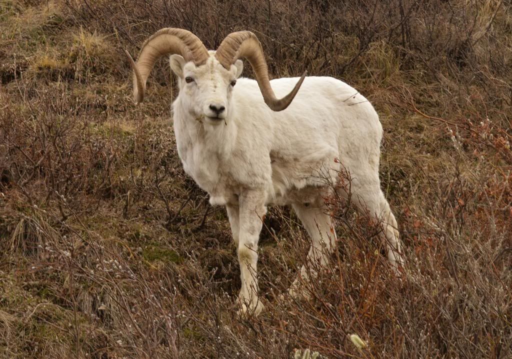 DenaliNationalParkDallsheep8.jpg