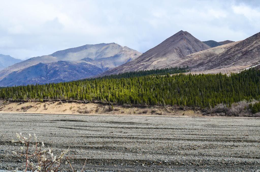 DenaliNationalParkToklatrestarea2.jpg