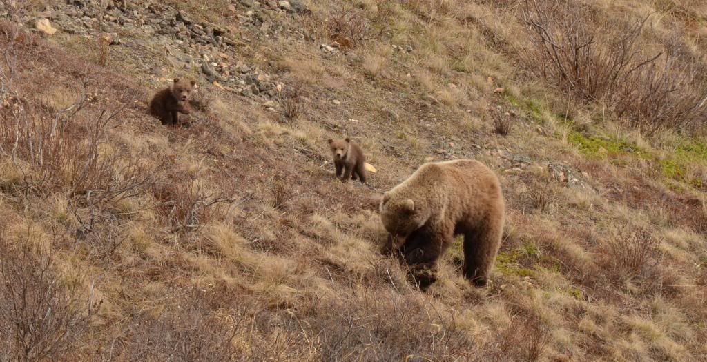 DenaliNationalParkbear4.jpg