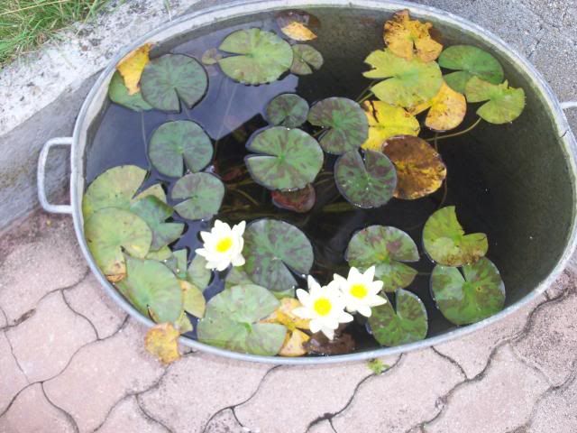 waterlilies