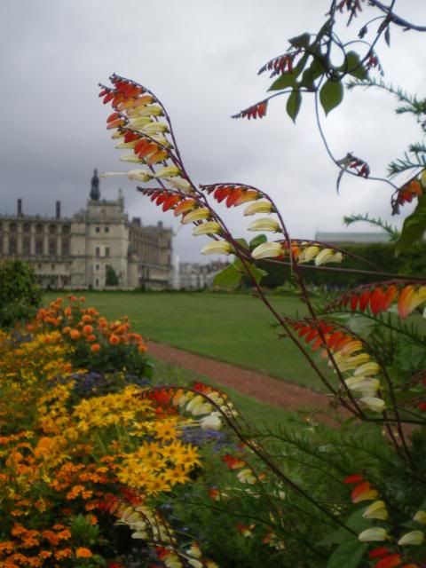 pretty flowers