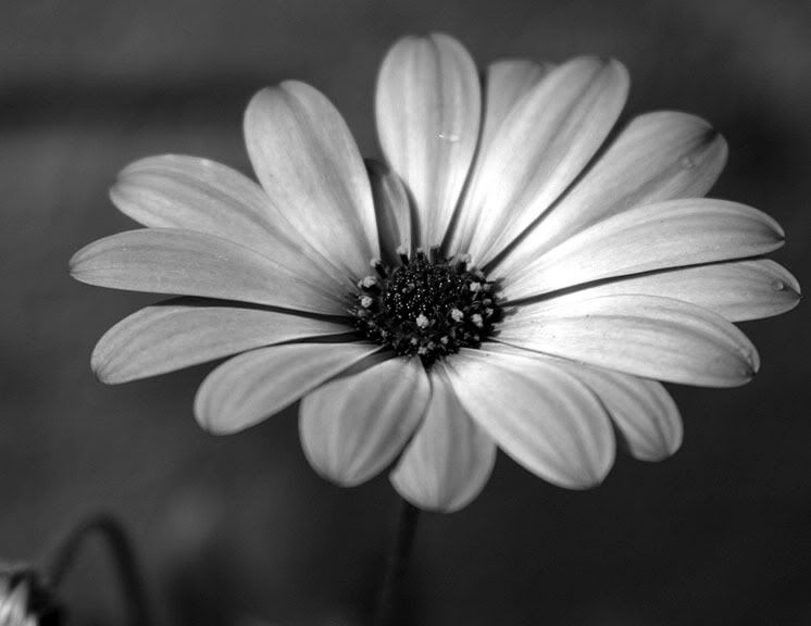 black and white flowers background. Black and White Flower 2