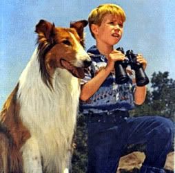 lassie Pictures, Images and Photos