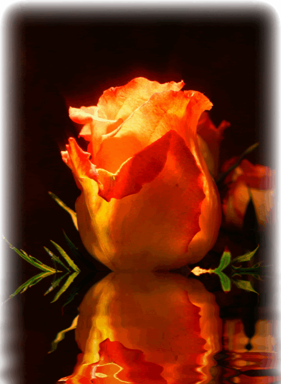 Rose Pictures, Images and Photos
