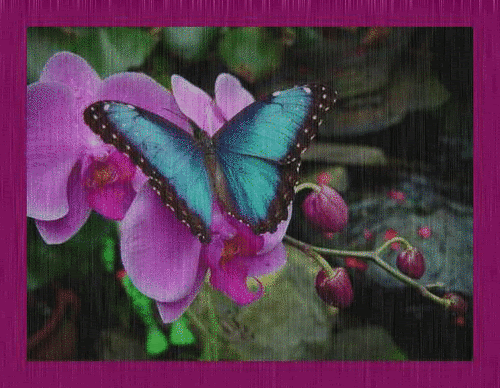 Animated Nature Pictures, Images and Photos