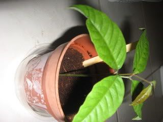 Rambutan seedling (8-7-08) a