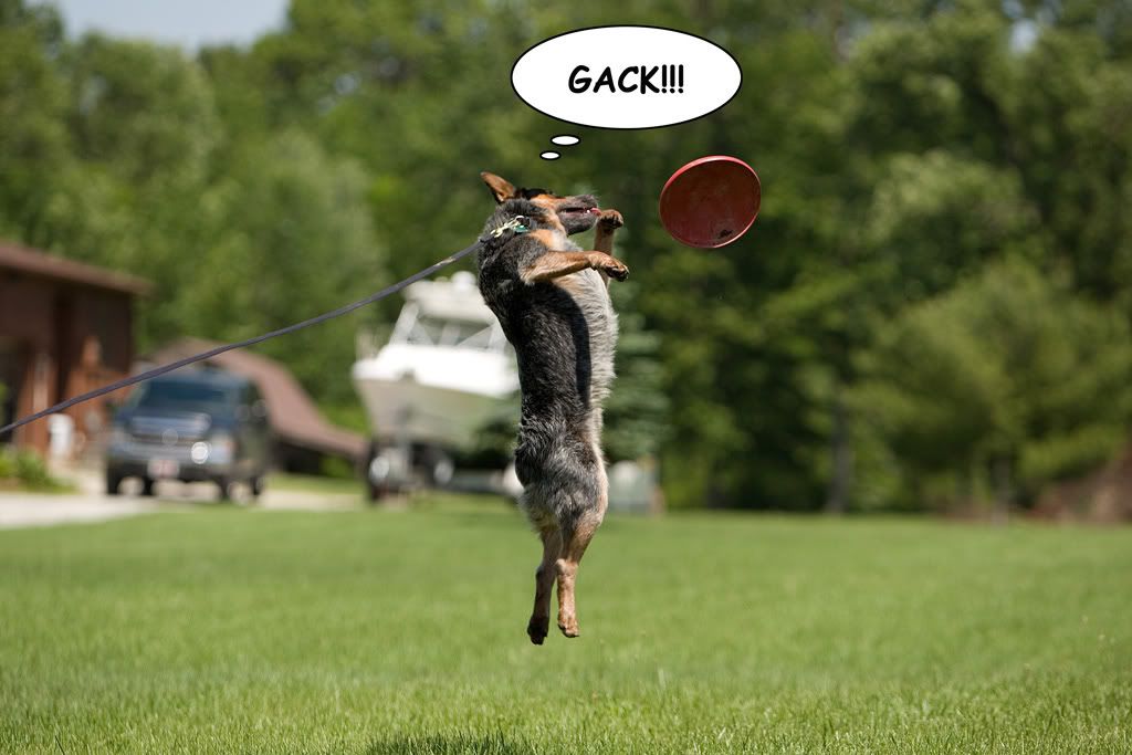 IMAGE: http://i177.photobucket.com/albums/w206/jsolenberg/POTN/JS1D1418copy.jpg