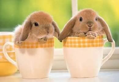 bunnycups