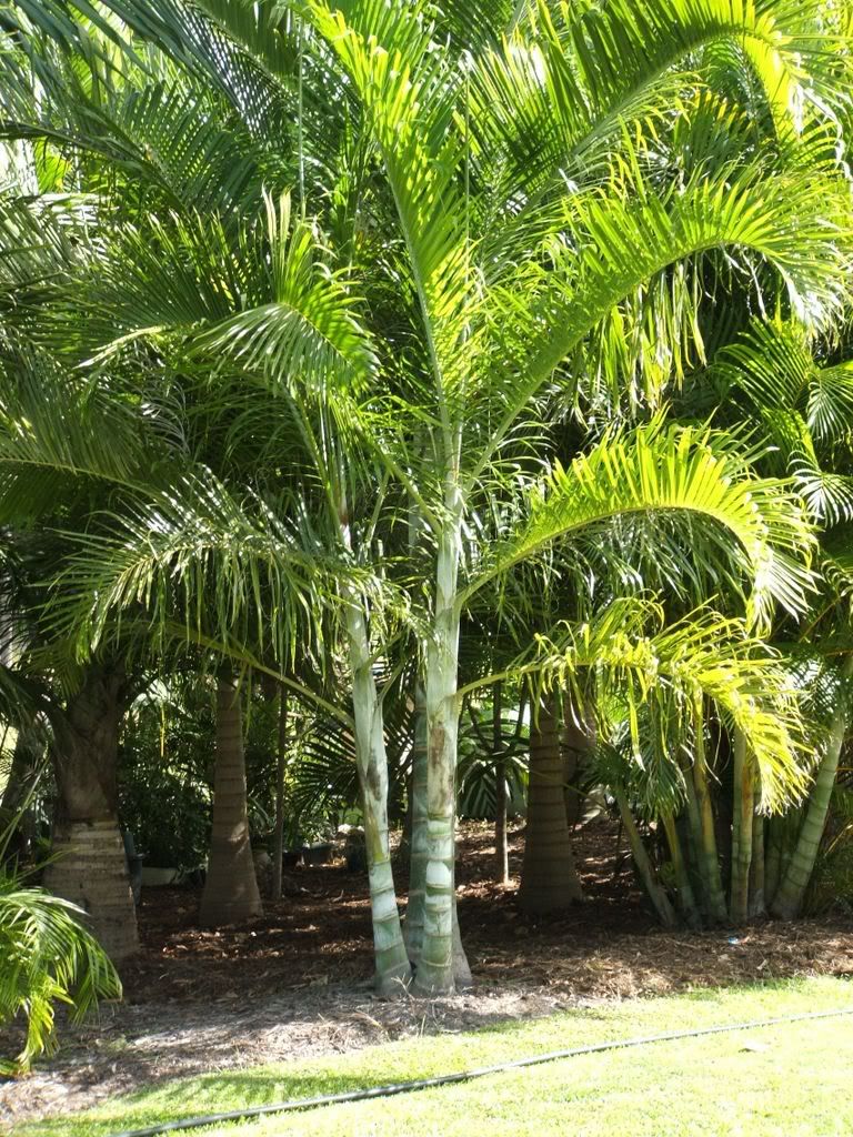 Palms2007-2.jpg