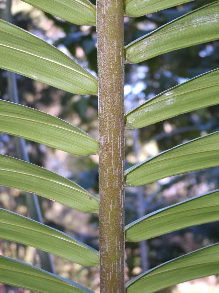 DSCF3937JPG.jpg