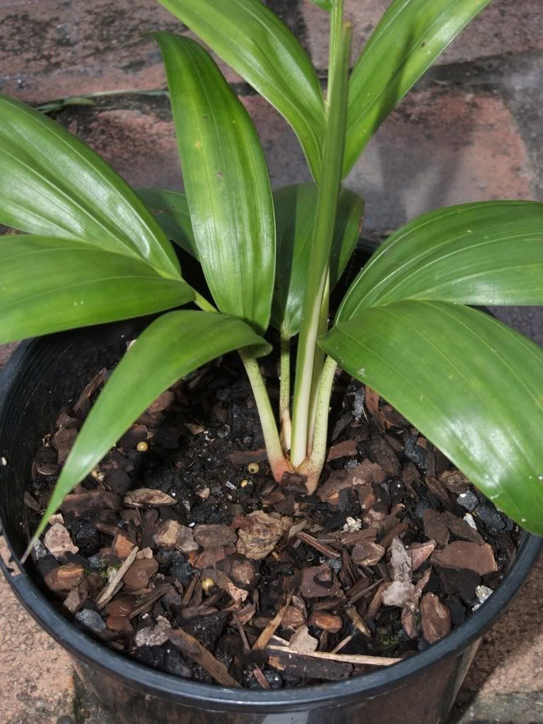 NewDypsis002.jpg