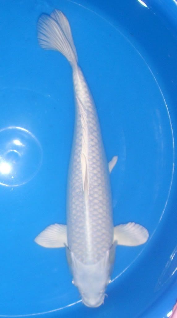 Platinum Ogon Koi