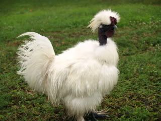 Cochins, Showgirls and silkies for sale SW Florida | BackYard Chickens