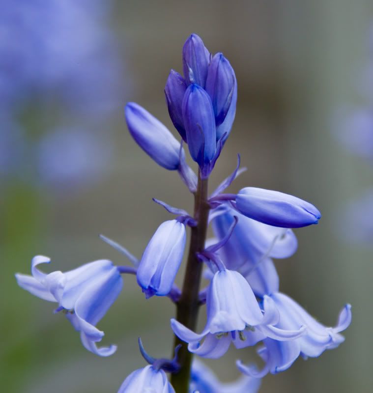 BlueBell6465C-Small.jpg