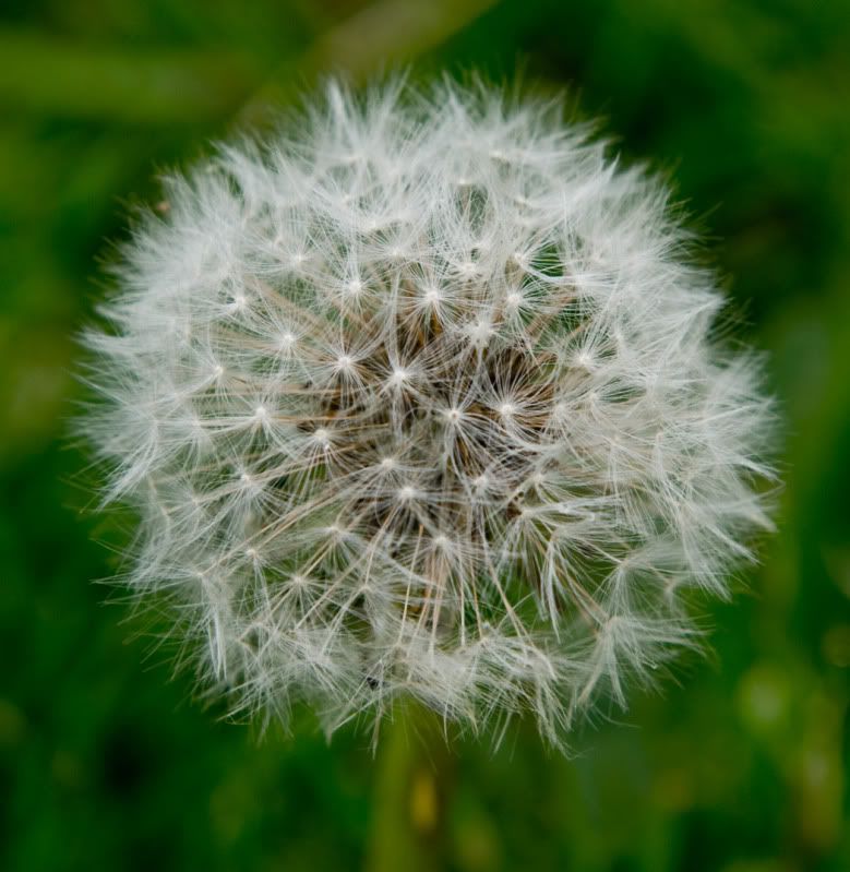 Dandelion6487Sized.jpg