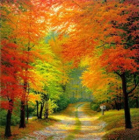 b62fscd.jpg white - autumn trails image by heartofsilver_2007