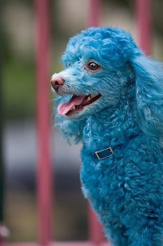 Klein Verzet: Blue Poodles