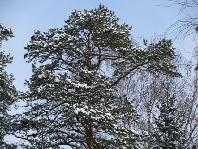 Поленово