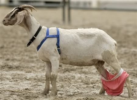 goat-wearing-underwear.jpg