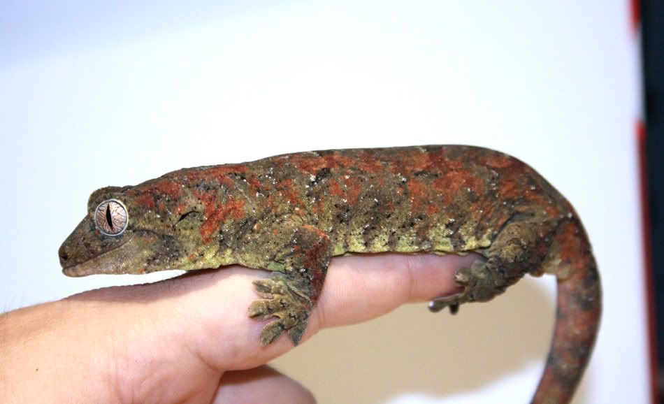 chahoua gecko