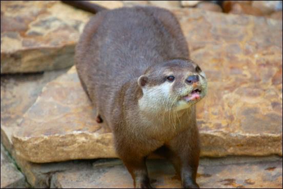 Otter.jpg