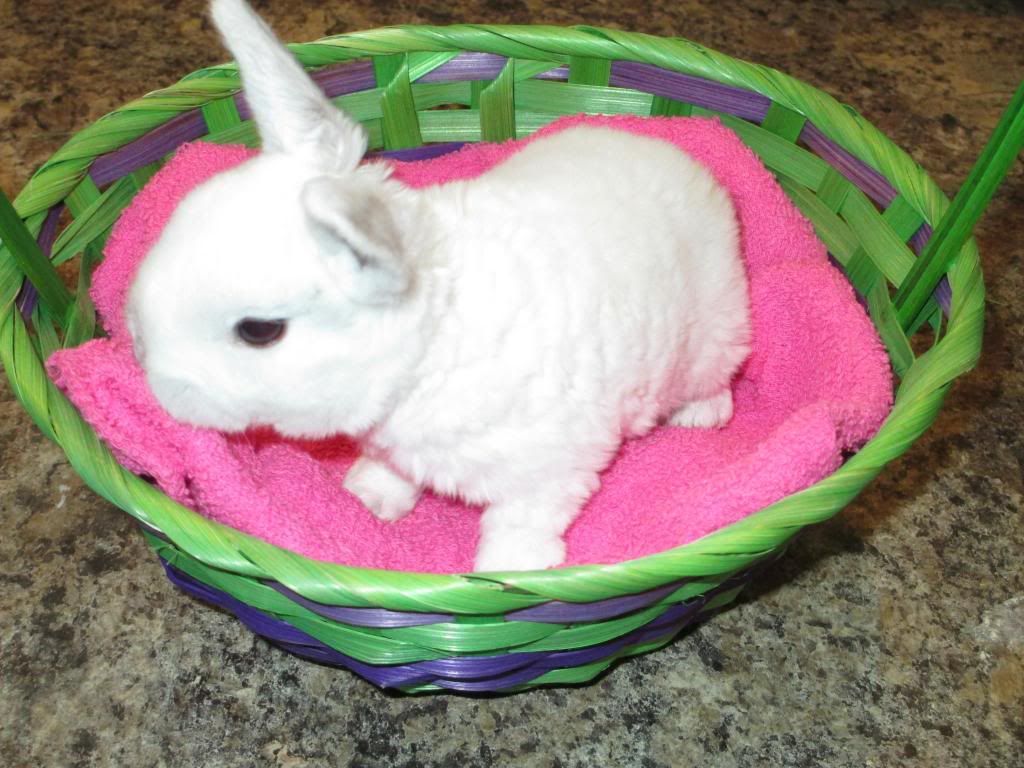 white mini rex
