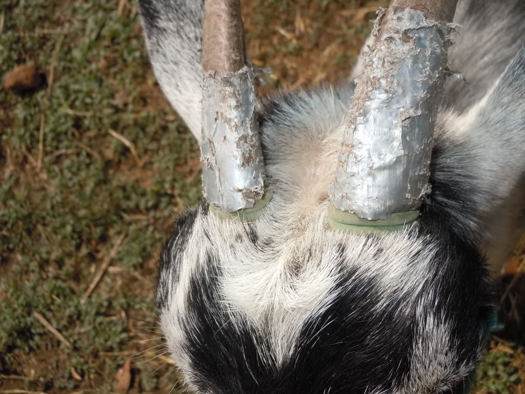 Banded Horns Making progress The Goat Spot Goat Forum