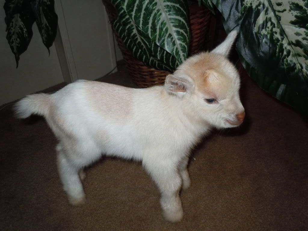nigerian-dwarf-goats-for-sale-near-me-craigslist