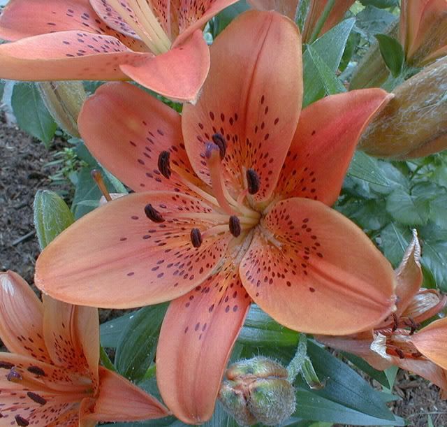 Flowers Flowers