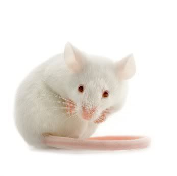 ANIMAL TESTING IS NOT ALL ABOUT SAVING LIVES