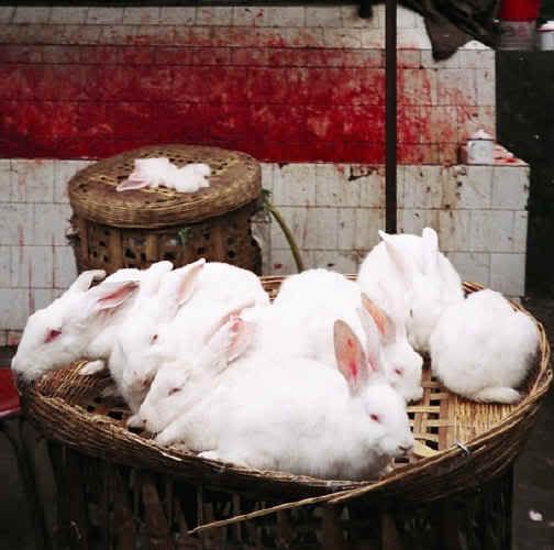 Rabbit Slaughter