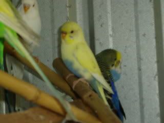 newbirds030.jpg