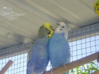 projectPics060.jpg