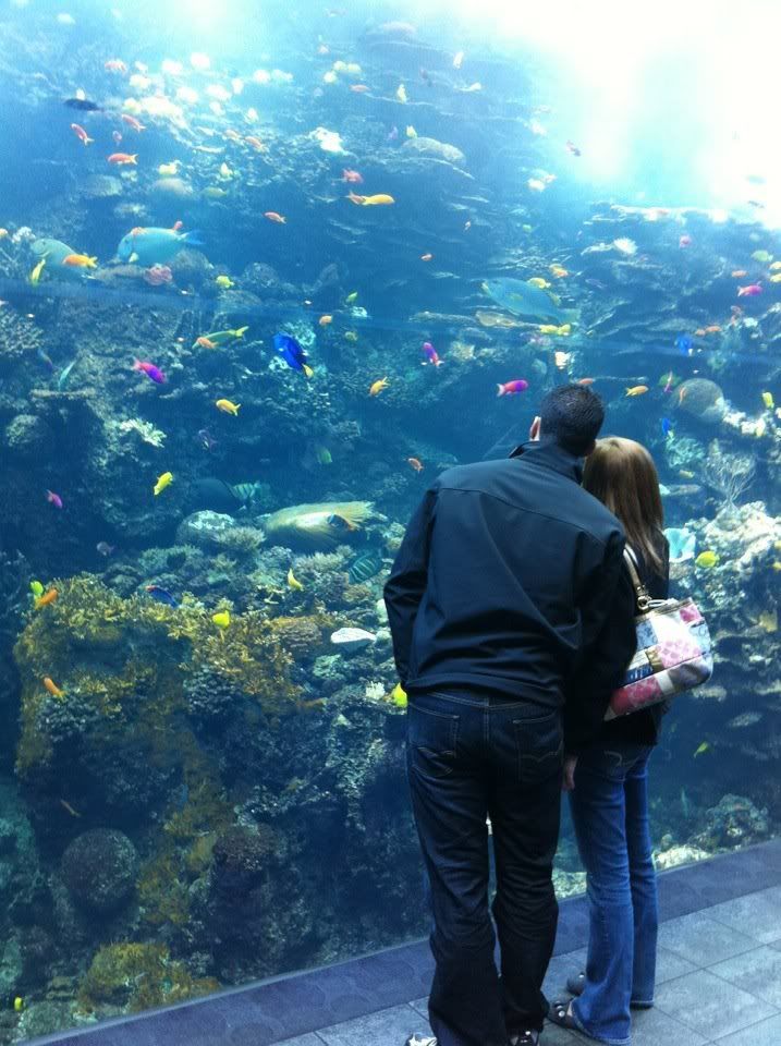large aquarium tanks