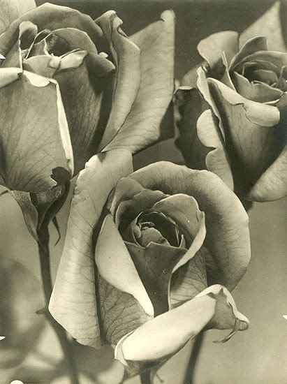 ansel adams photography rose. Man Ray, The Rose Ansel Adams