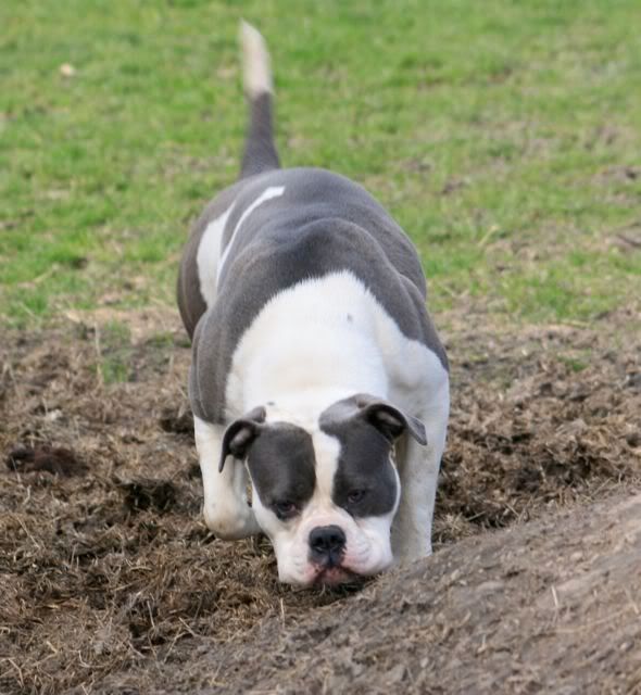 blue american bulldog