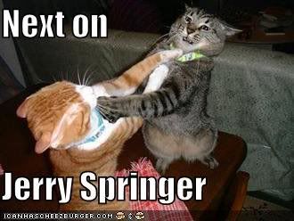 springercats.jpg springer cats image by cavey164