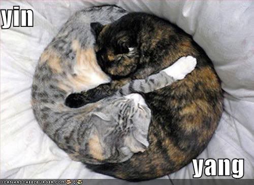 yin yang cats Pictures, Images and Photos