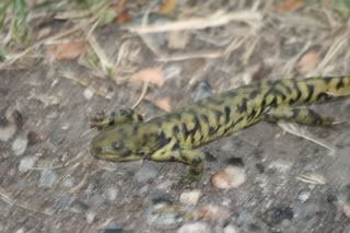 Photobucket Image Hosting