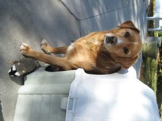 Photobucket - Video and Image Hosting