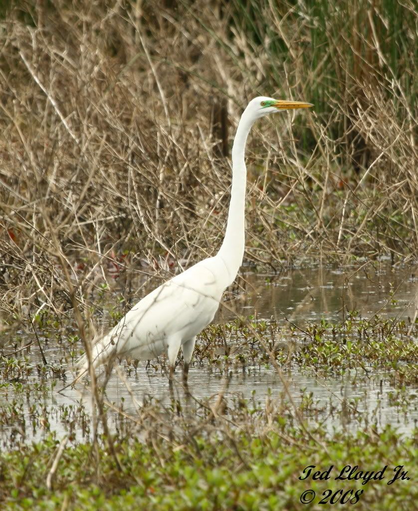 Egret.jpg