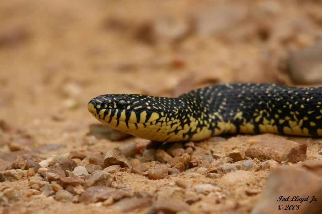 KingSnake2.jpg