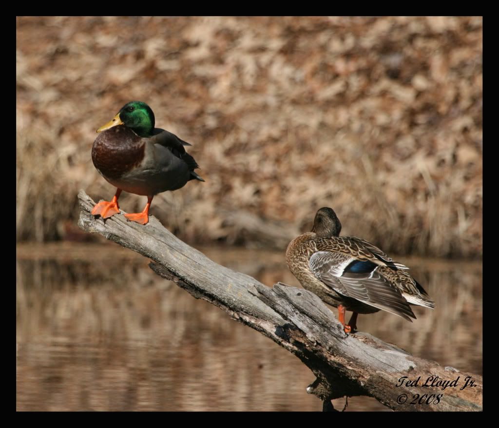 MallardPair08.jpg