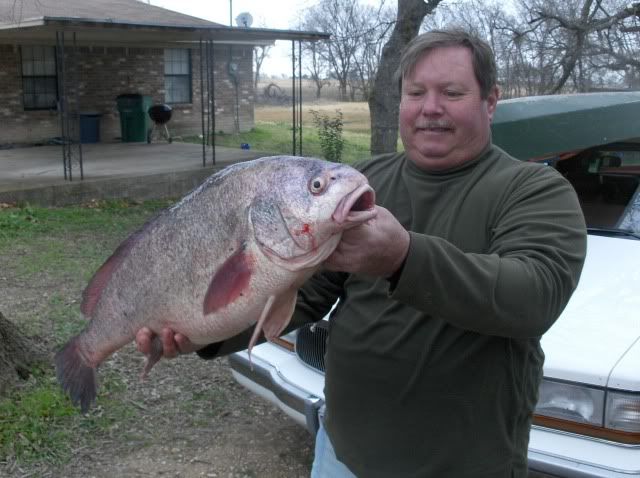 Fish of the Week-Topic 4: Freshwater Drum (Gaspergou) - Page 2